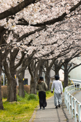 cherry walk