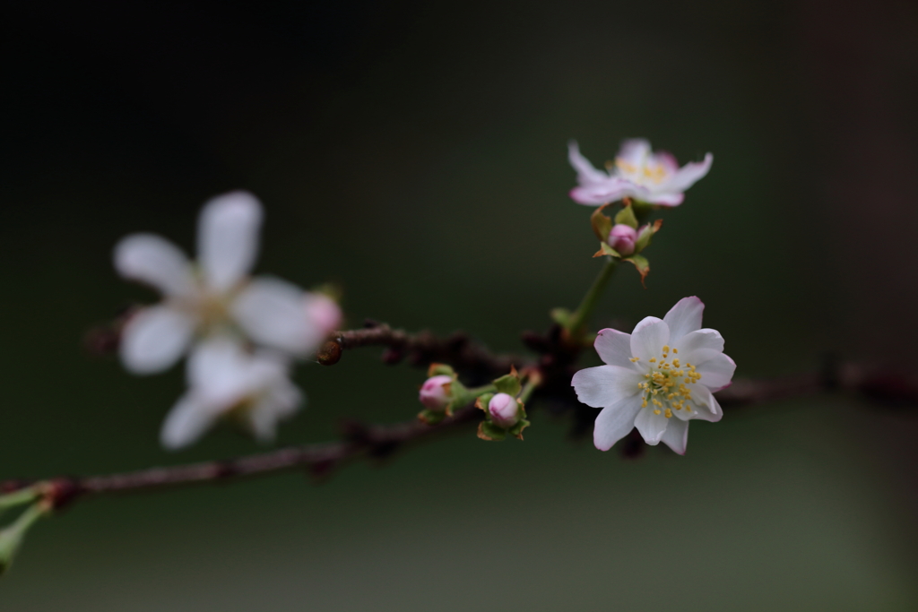 ようやく桜の季節になりましたね