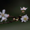 ようやく桜の季節になりましたね