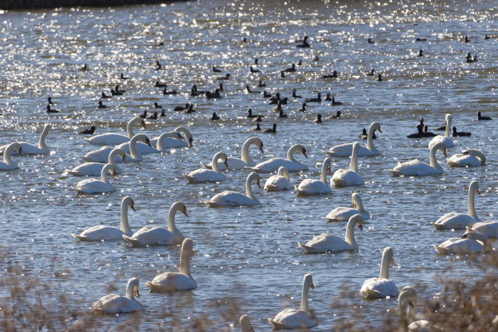 皆うな垂れて背を向けて