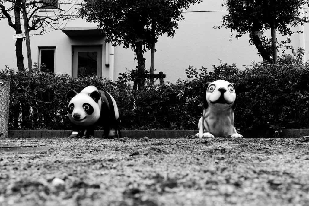 今日コワイ動物に遭いました