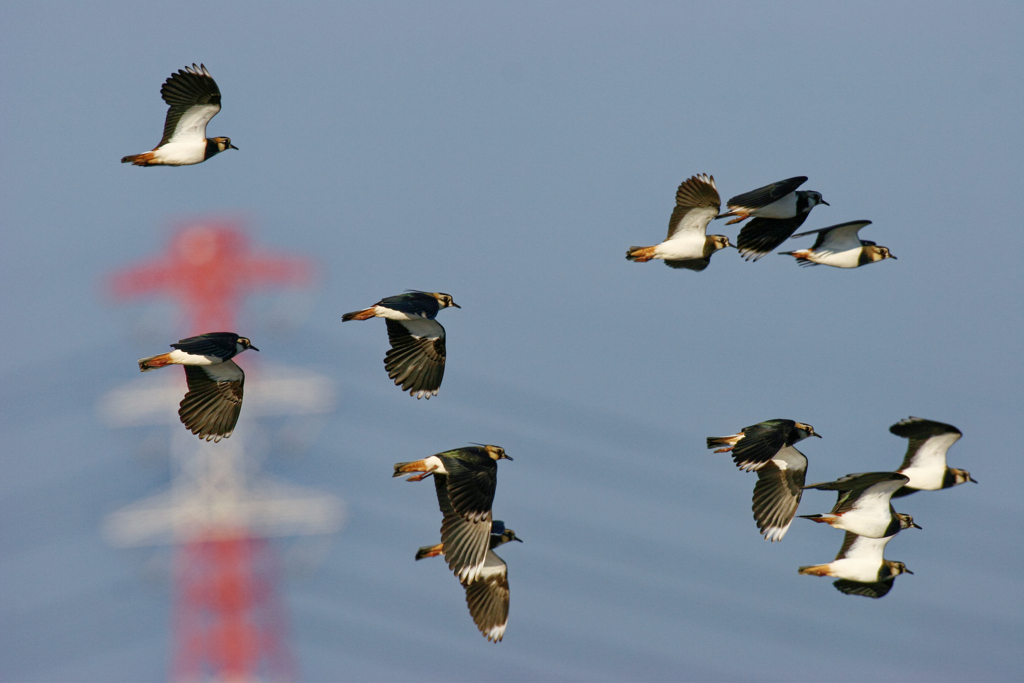 ミューと鳴いたら飛ぶんだよ　いいかい　ミュー