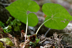 将軍家の証し？