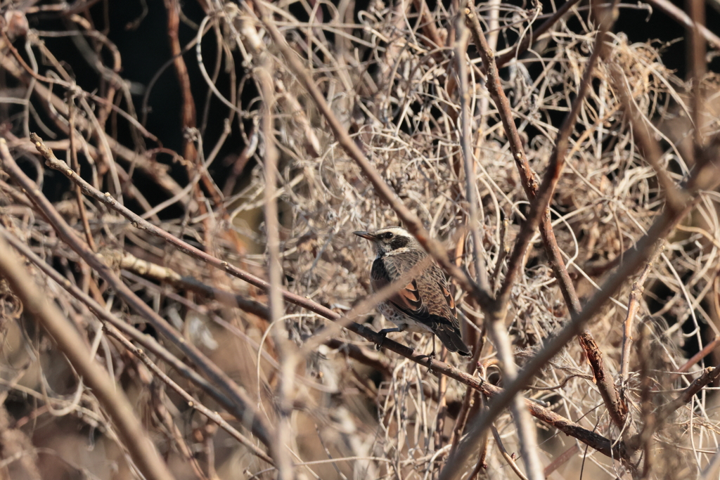 つぐみんは今日も薮の中
