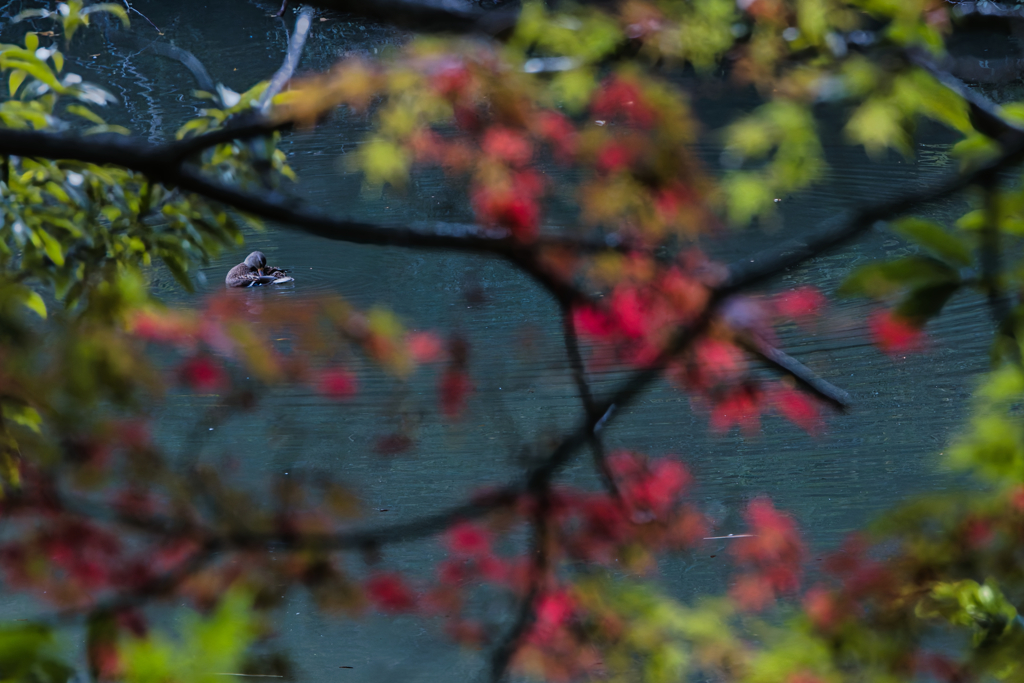 長い旅路の果ての