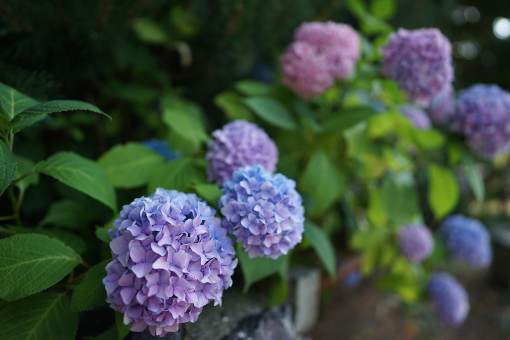 公園に咲く紫陽花