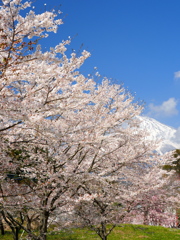 春陽麗和