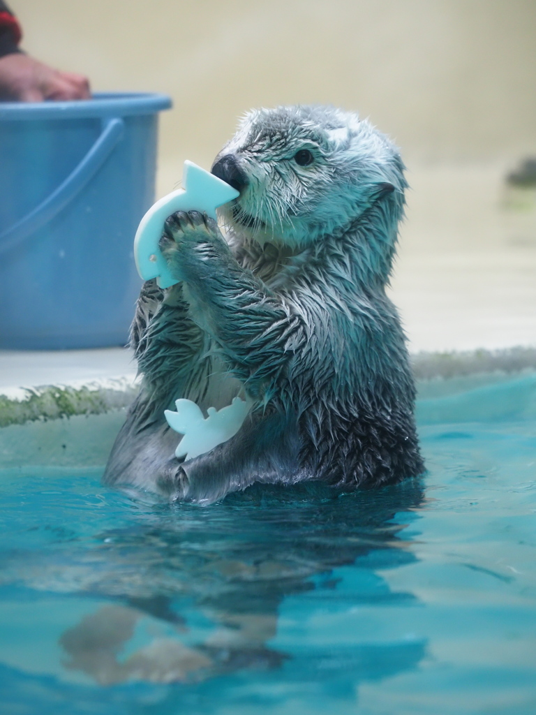 お気に入り