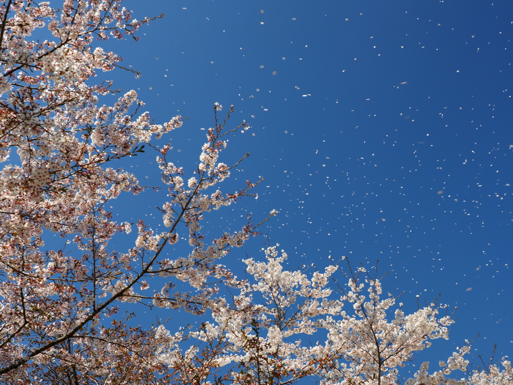 桜吹雪