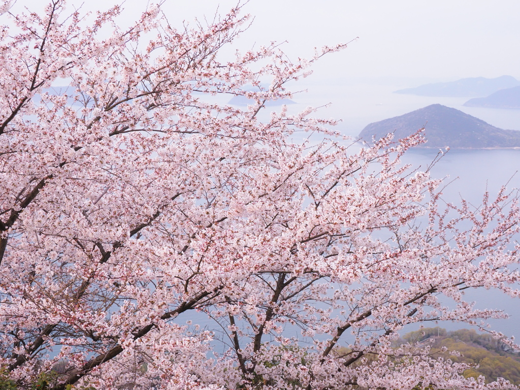 柔らかな春景②