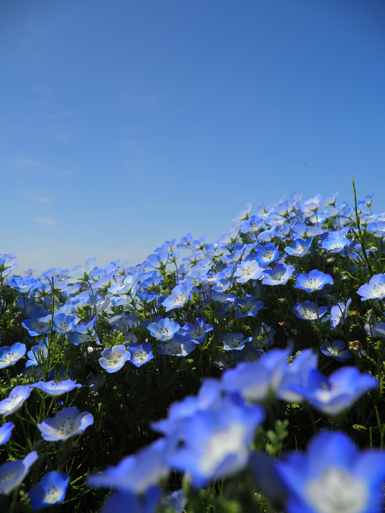 空に咲く