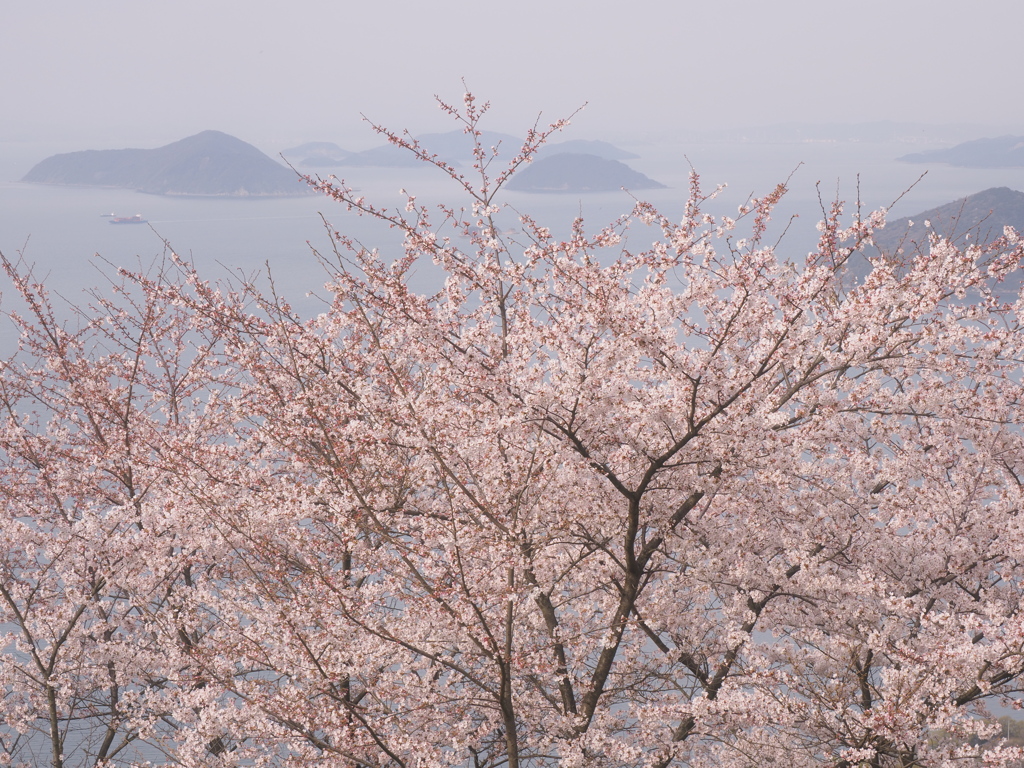 柔らかな春景①