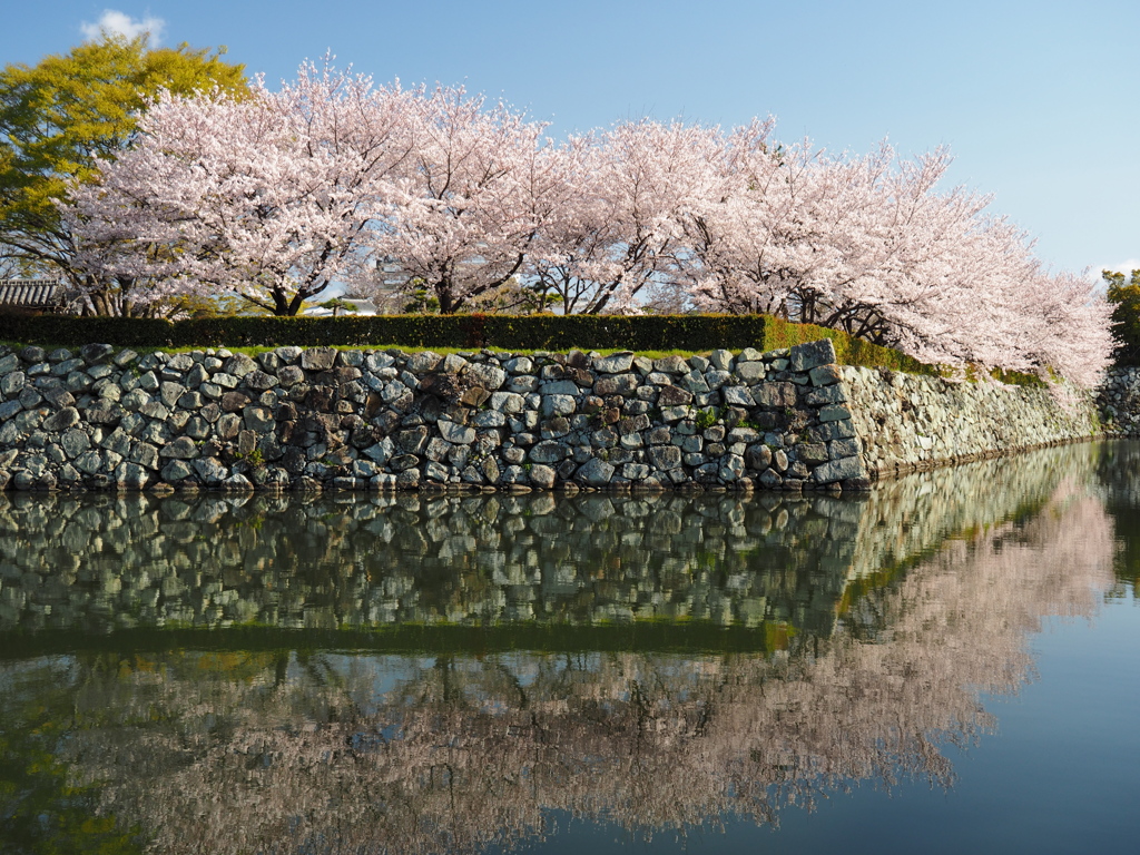 春の城跡