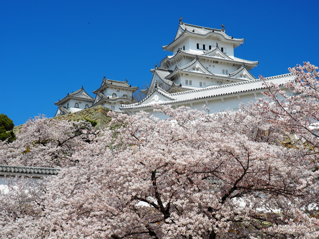 桜に囲まれて②