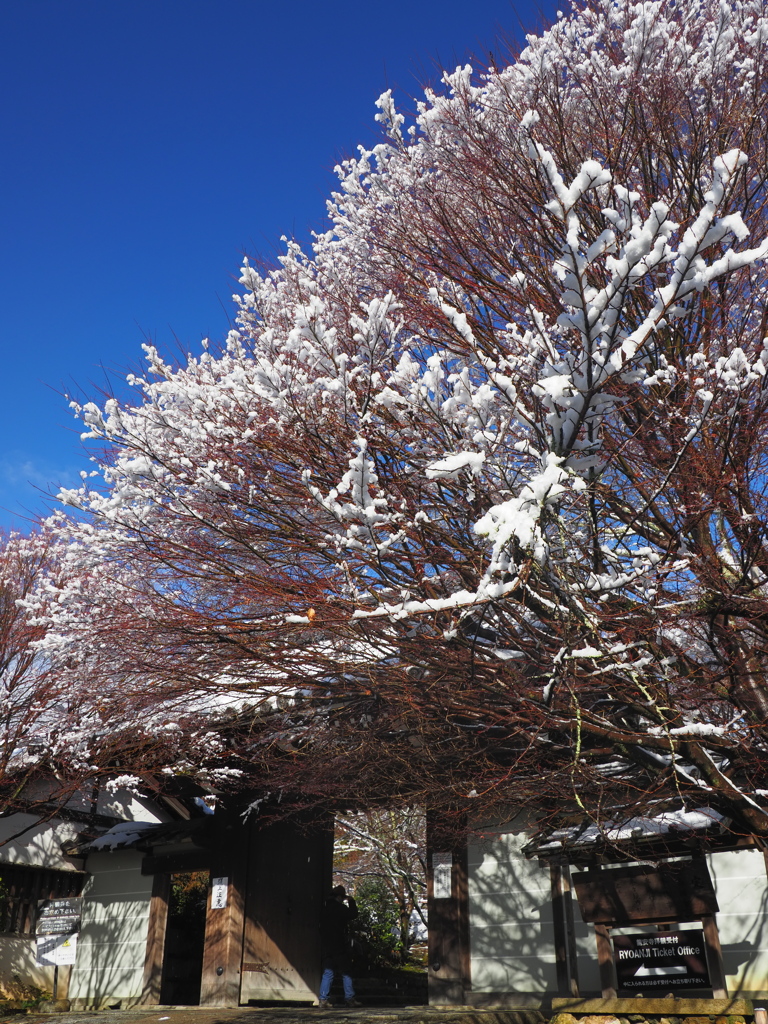 雪華咲いて