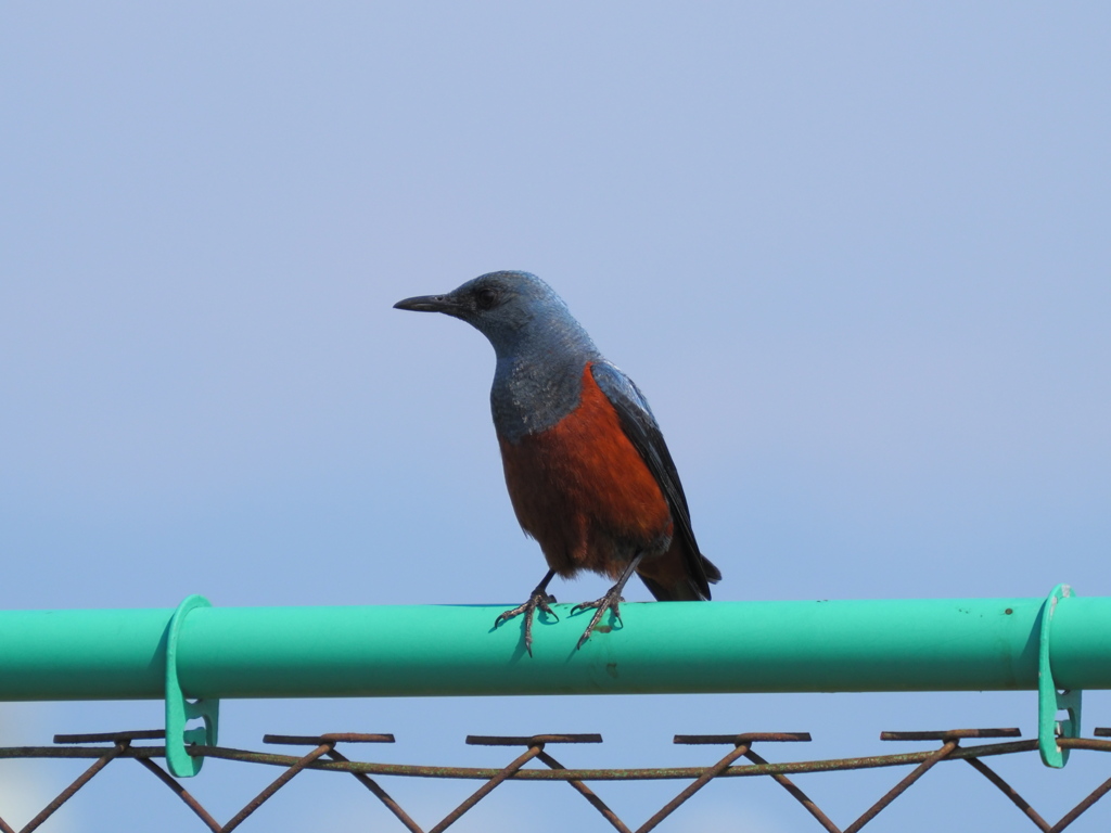 鉄鳥撮りに行って撮った鳥