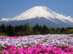 富士を彩る芝桜