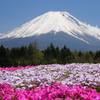 富士を彩る芝桜