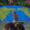 「頭が鳥の巣」状態？