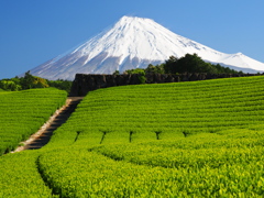 静岡の風景①