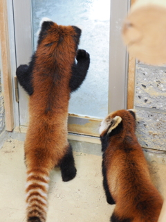 ねぇ、ご飯まだー？