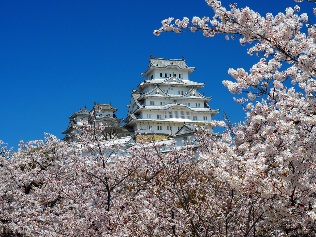 桜に囲まれて①