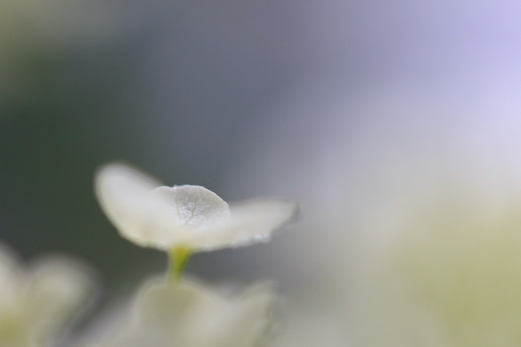 我が家の紫陽花
