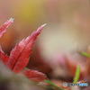 Autumn Leaves