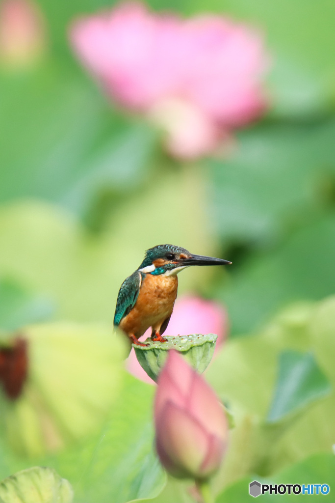 半年ぶりのカワセミちゃん