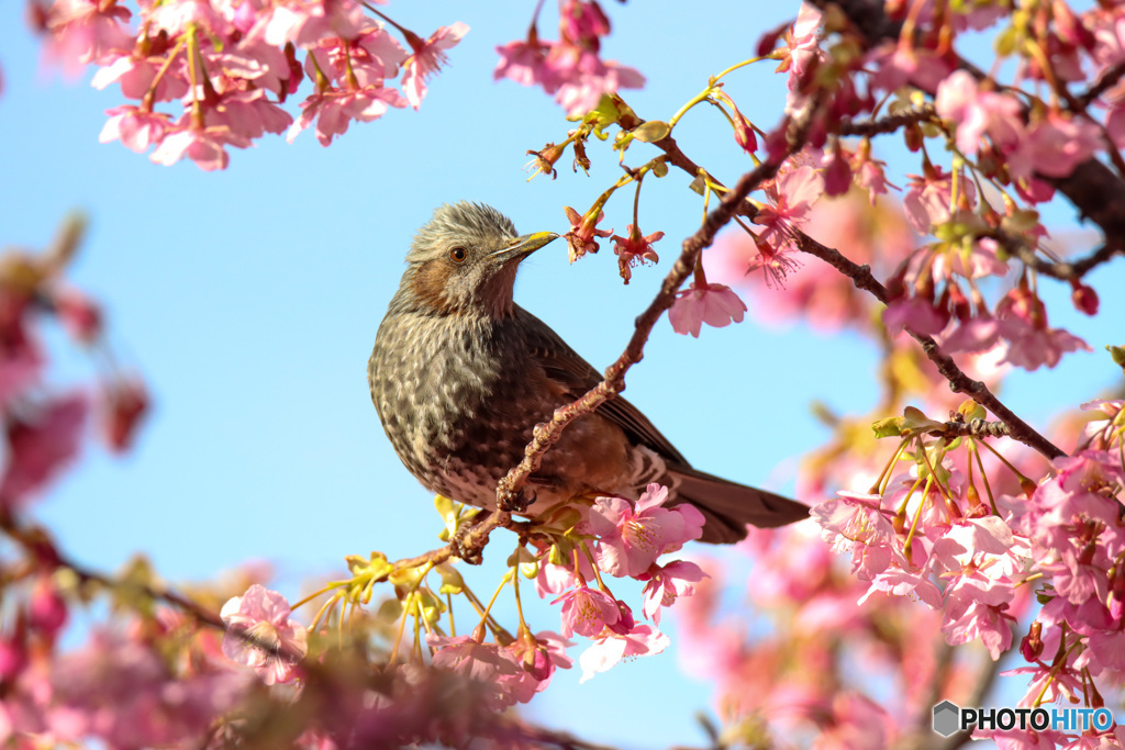 河津桜と…