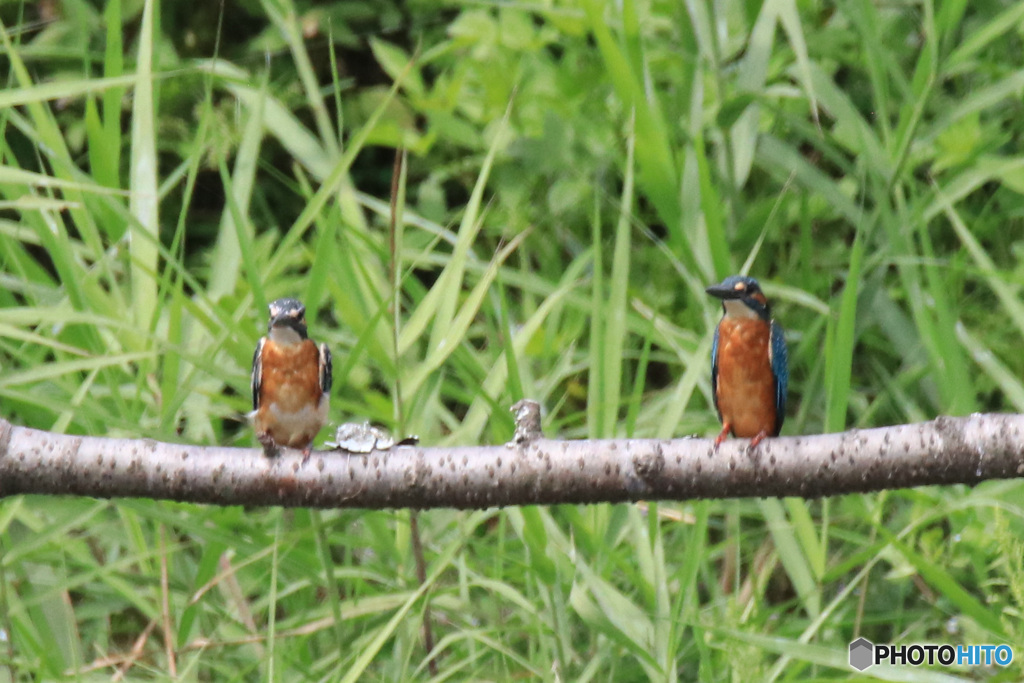 初！正面からのカワセミ