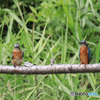 初！正面からのカワセミ