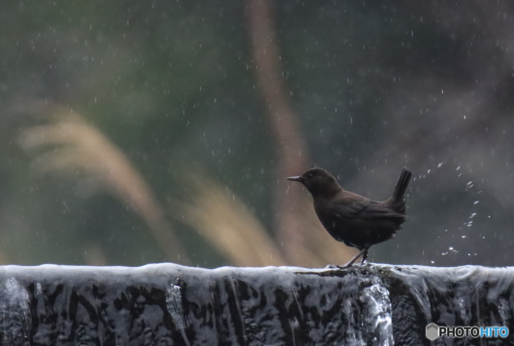 雨なんて関係ないさ♪