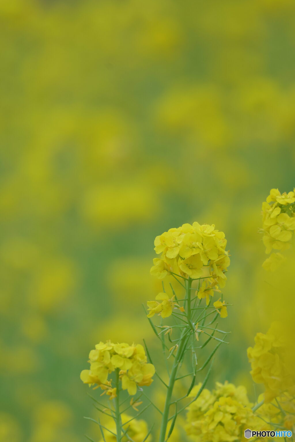 菜の花