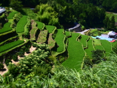 土佐山田の棚田