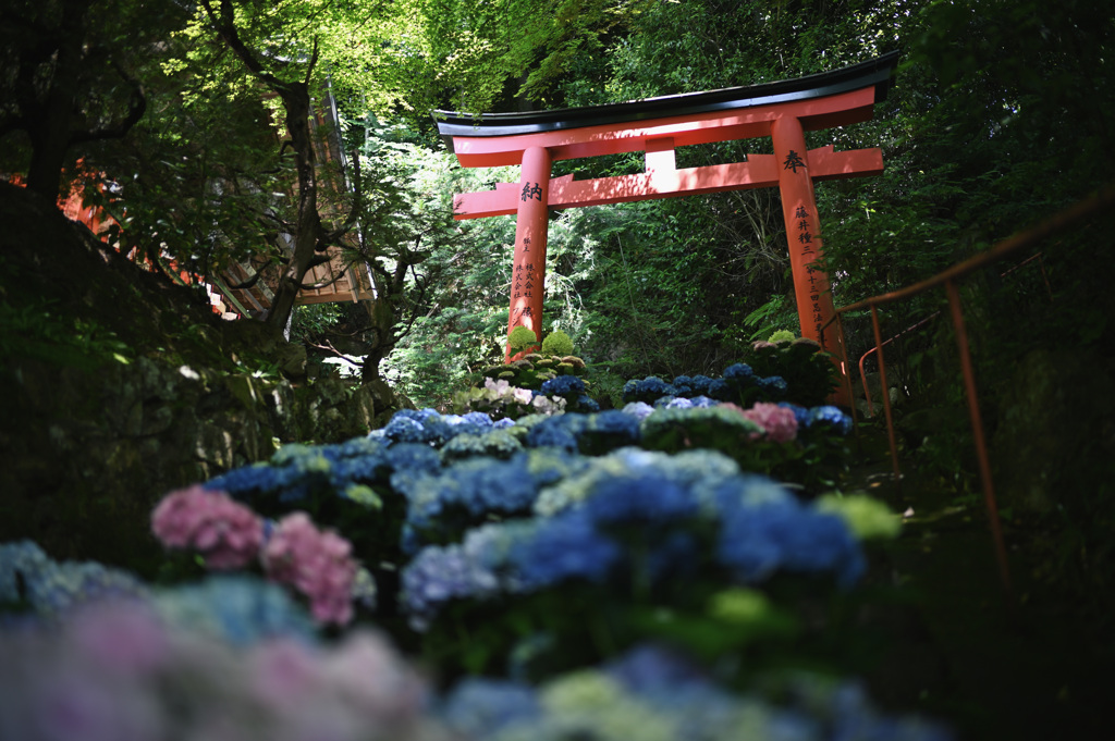 柳谷観音 楊谷寺①