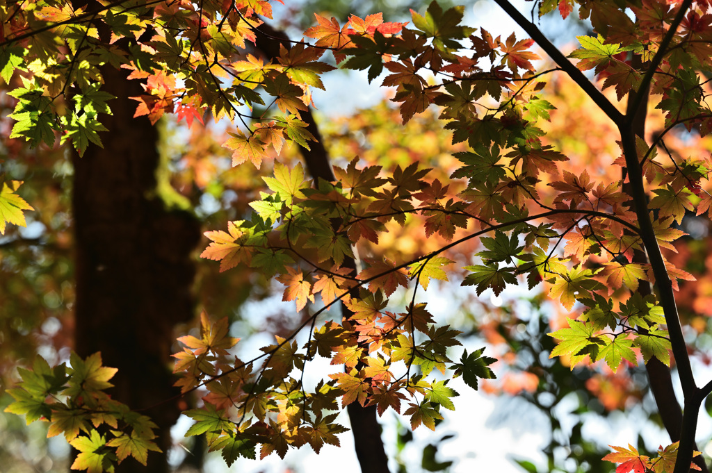 光明寺⑤　紅葉