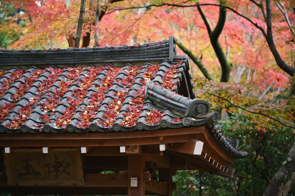 蓮華寺 紅葉②