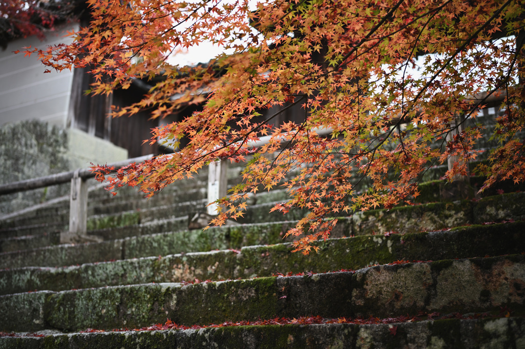 曼殊院門跡 紅葉②