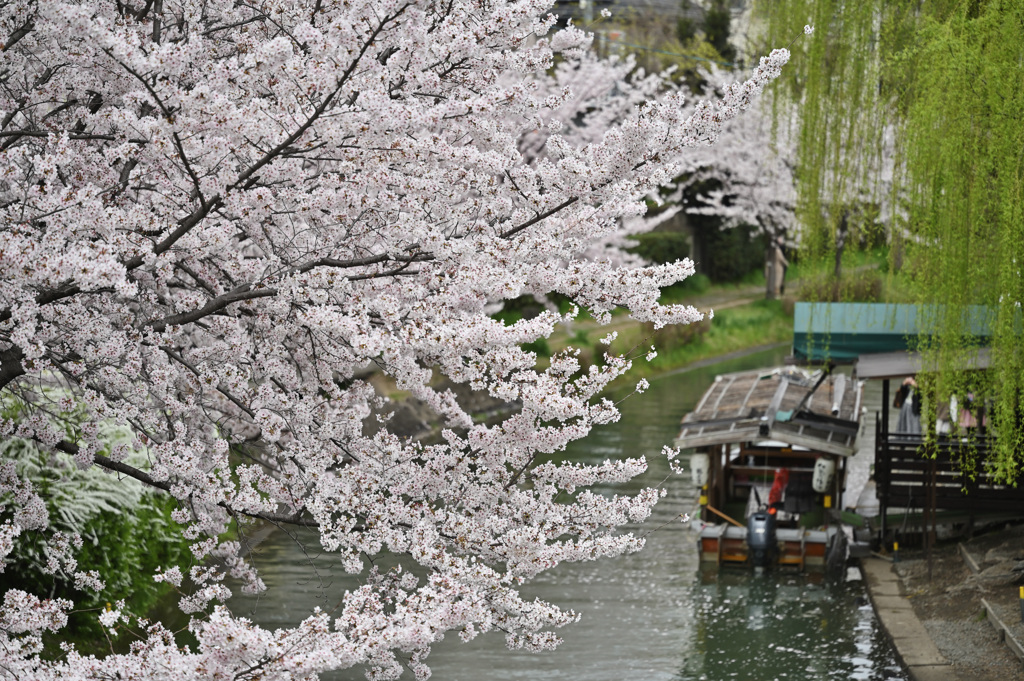 伏見　桜①