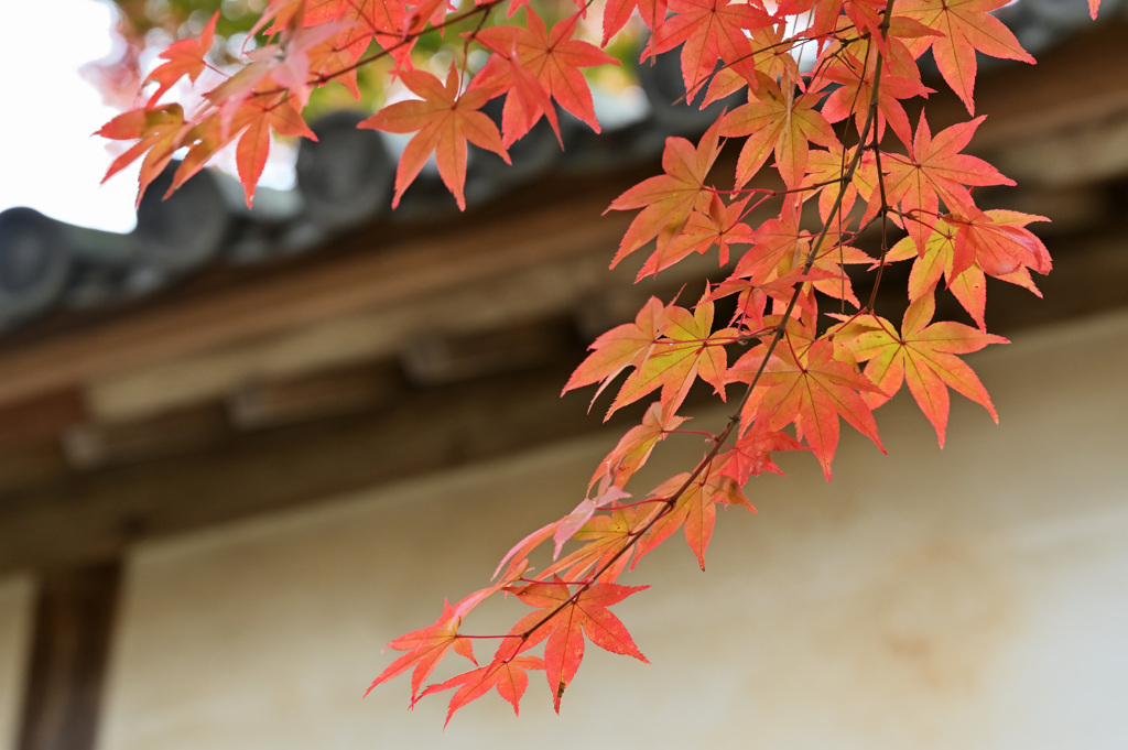 二尊院④　紅葉