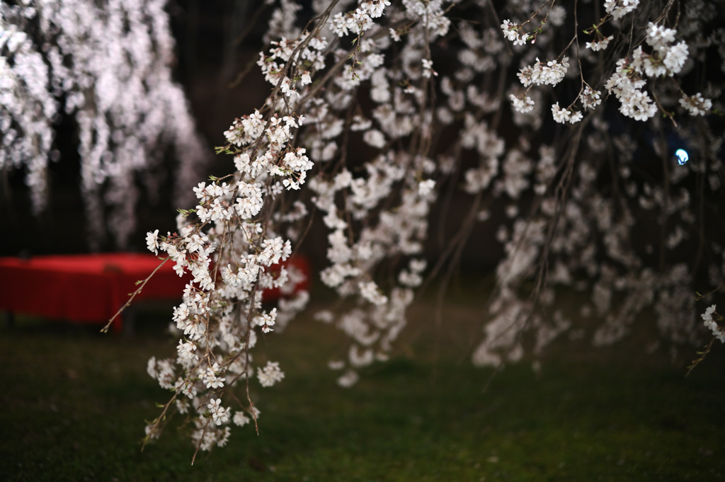 醍醐寺　桜ライトアップ②