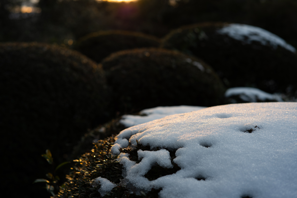 雪が降った日
