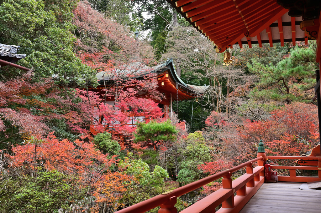 毘沙門堂②　紅葉