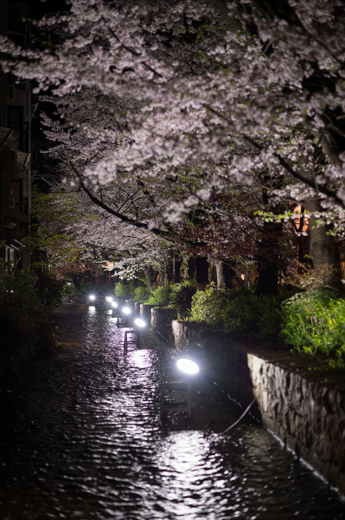 高瀬川 夜桜②