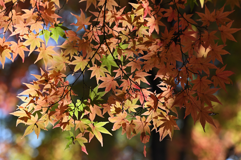 光明寺①　紅葉