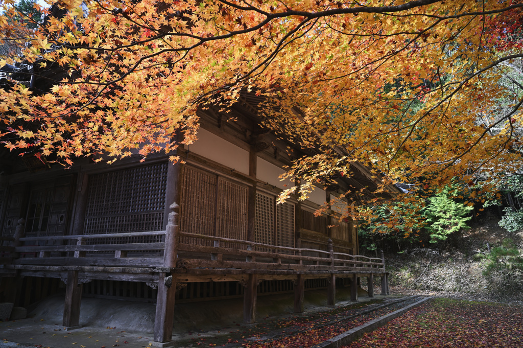 西光寺 紅葉①