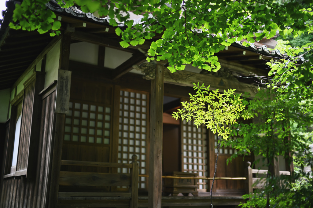 明月院②