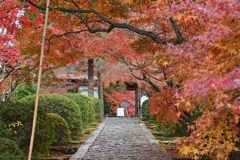 酬恩庵一休寺①　紅葉