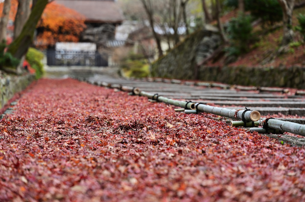 毘沙門堂①　紅葉